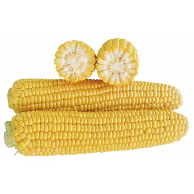 Семена кукурузы сахарной (Sh2 тип) 1707 F1 (71 дней), кочан 25 см (2 500 сем.) Lark Seeds